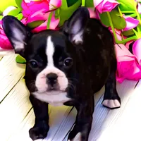 Venus, a female French Bulldog for sale in Baltimore, MD – Photo 2 of 9