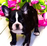 Venus, a female French Bulldog for sale in Baltimore, MD – Photo 2 of 9