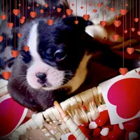 Venus, a female French Bulldog for sale in Baltimore, MD – Photo 6 of 9