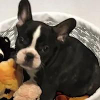 Venus, a female French Bulldog for sale in Baltimore, MD – Photo 9 of 9