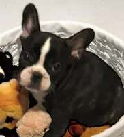 Venus, a female French Bulldog for sale in Baltimore, MD – Photo 9 of 9