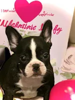 Venus, a female French Bulldog for sale in Baltimore, MD – Photo 4 of 9