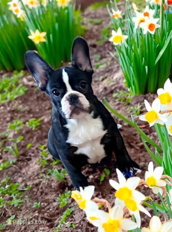 Venus – French Bulldog puppy for sale in Baltimore, MD