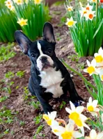 Venus, a female French Bulldog for sale in Baltimore, MD – Photo 1 of 9