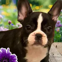 Venus, a female French Bulldog for sale in Baltimore, MD – Photo 8 of 9