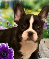 Venus, a female French Bulldog for sale in Baltimore, MD – Photo 8 of 9