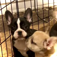 Venus, a female French Bulldog for sale in Baltimore, MD – Photo 7 of 9