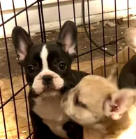 Venus, a female French Bulldog for sale in Baltimore, MD – Photo 7 of 9