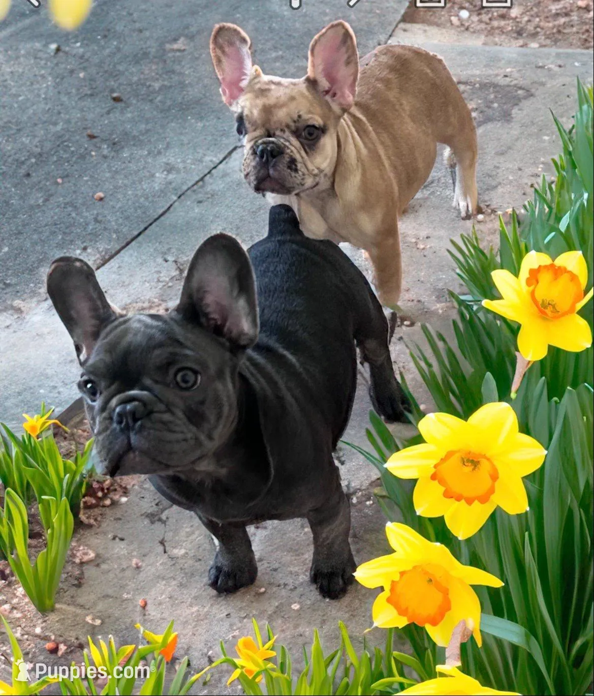 Neptune, a female French Bulldog for sale in Baltimore, MD – Photo 6 of 6