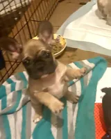 Saturn , a male French Bulldog for sale in Baltimore, MD – Photo 8 of 9