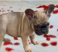 Saturn , a male French Bulldog for sale in Baltimore, MD – Photo 9 of 9