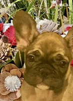 Saturn , a male French Bulldog for sale in Baltimore, MD – Photo 7 of 9