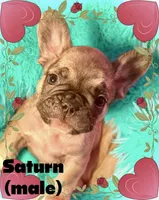 Saturn , a male French Bulldog for sale in Baltimore, MD – Photo 6 of 9