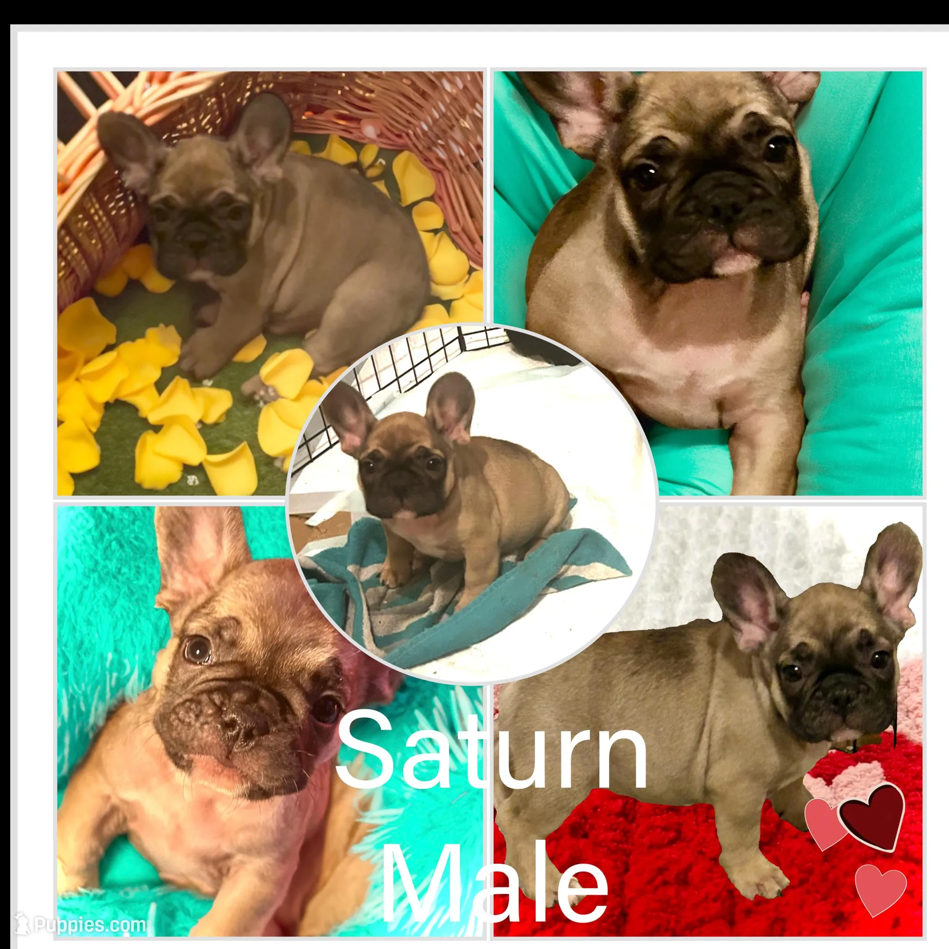 Saturn , a male French Bulldog for sale in Baltimore, MD – Photo 2 of 9