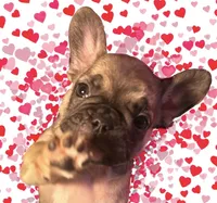 Saturn , a male French Bulldog for sale in Baltimore, MD – Photo 5 of 9