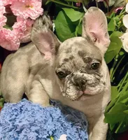 Ceres, a male French Bulldog for sale in Baltimore, MD – Photo 7 of 9