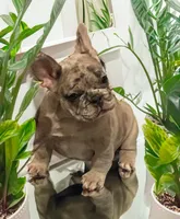 Ceres, a male French Bulldog for sale in Baltimore, MD – Photo 9 of 9
