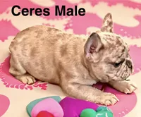 Ceres, a male French Bulldog for sale in Baltimore, MD – Photo 5 of 9
