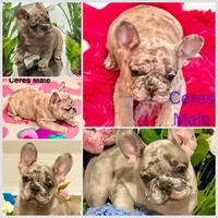 Ceres, a male French Bulldog for sale in Baltimore, MD – Photo 1 of 9