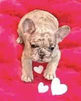 Ceres, a male French Bulldog for sale in Baltimore, MD – Photo 2 of 9