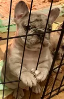 Ceres, a male French Bulldog for sale in Baltimore, MD – Photo 6 of 9