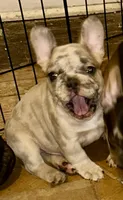 Ceres, a male French Bulldog for sale in Baltimore, MD – Photo 3 of 9