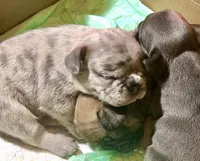 Ceres, a male French Bulldog for sale in Baltimore, MD – Photo 8 of 9