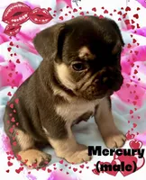 Mercury, a male French Bulldog for sale in Baltimore, MD – Photo 4 of 8