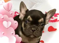 Mercury, a male French Bulldog for sale in Baltimore, MD – Photo 1 of 8