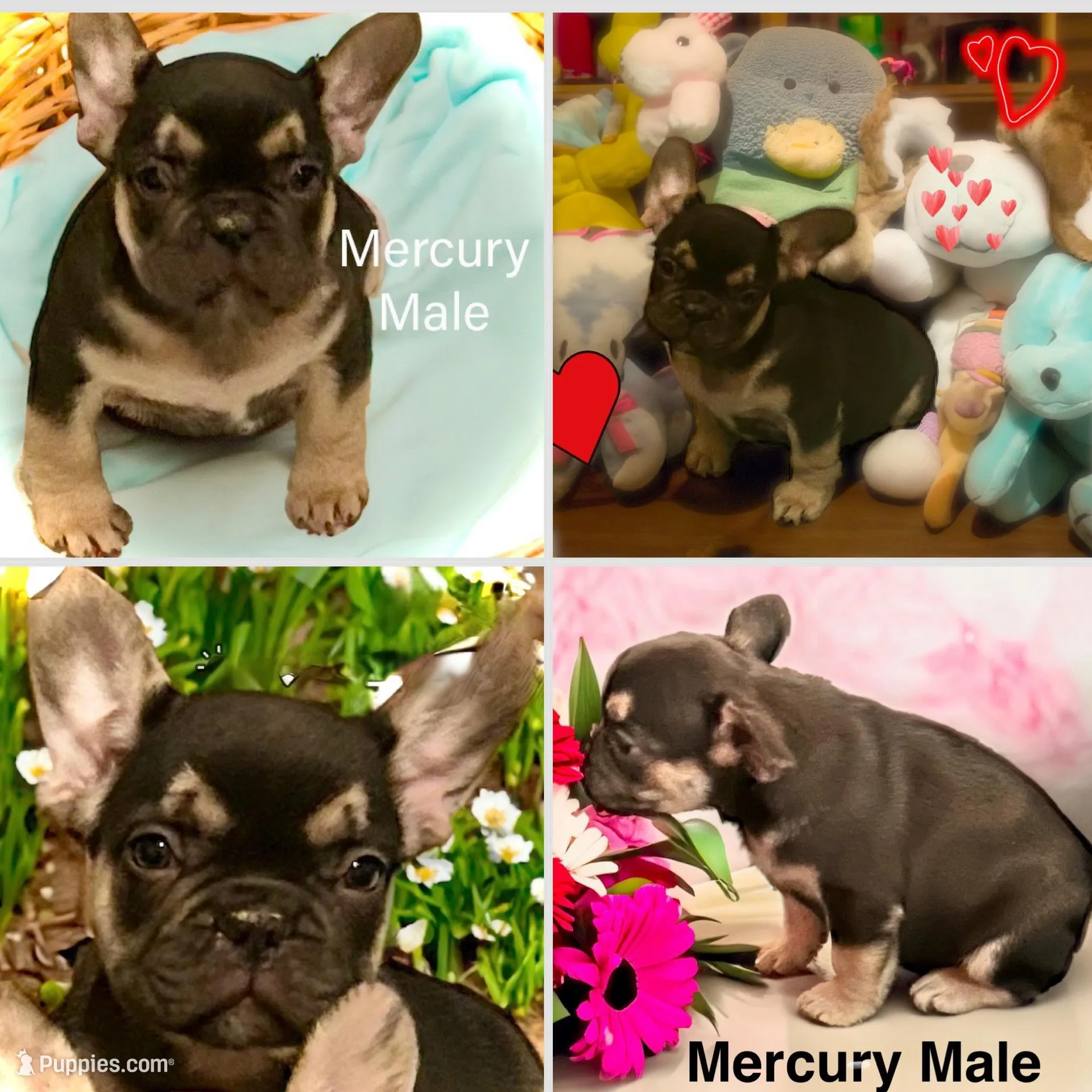 Mercury, a male French Bulldog for sale in Baltimore, MD – Photo 5 of 8