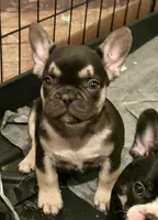 Mercury, a male French Bulldog for sale in Baltimore, MD – Photo 7 of 8