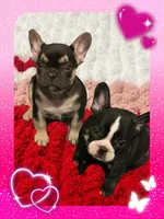 Mercury, a male French Bulldog for sale in Baltimore, MD – Photo 8 of 8