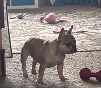 Marilyn, a female French Bulldog for sale in Baltimore, MD – 4 of 4