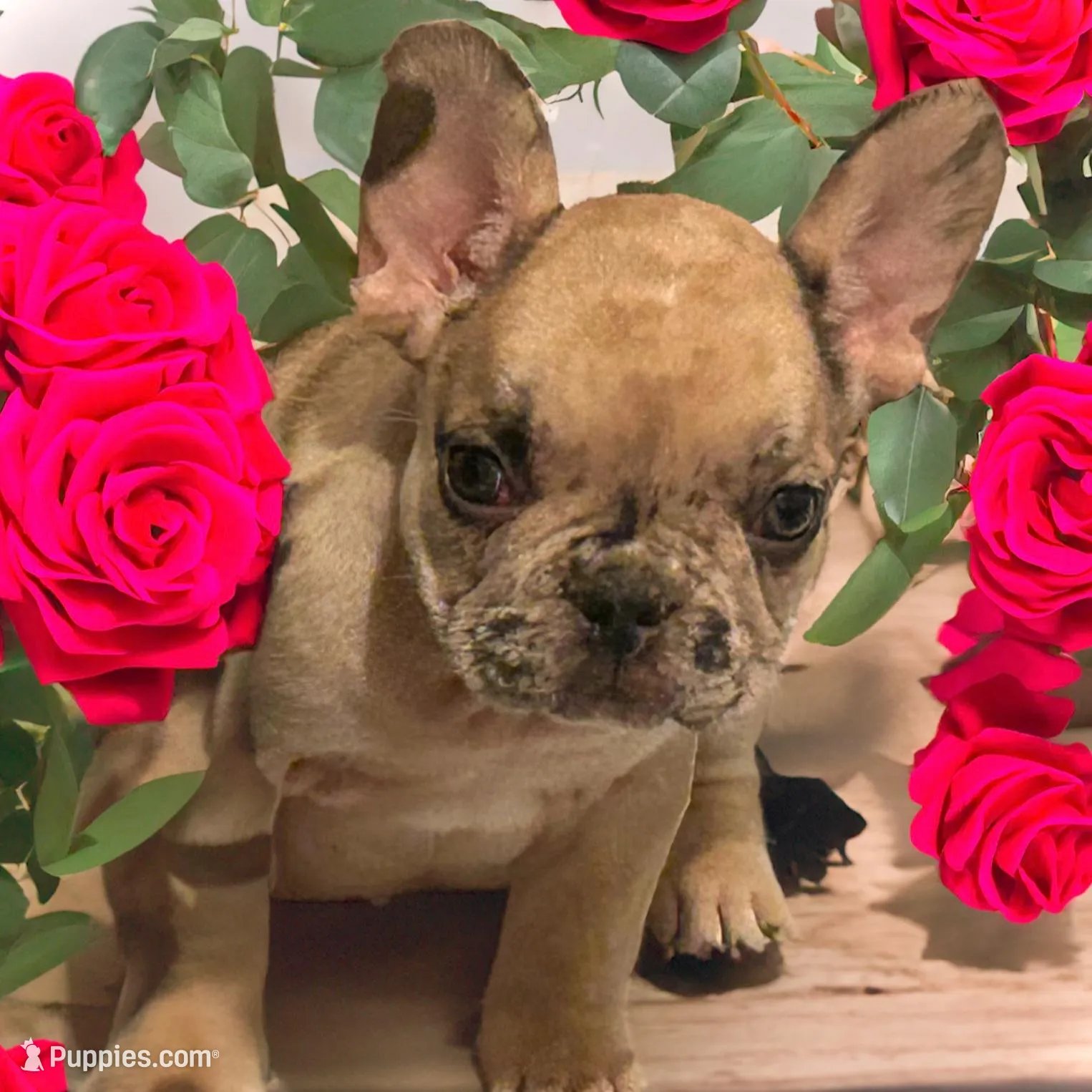 Pluto, a female French Bulldog for sale in Baltimore, MD – Photo 5 of 6