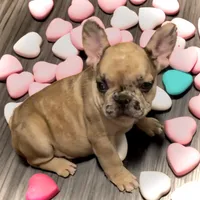 Pluto, a female French Bulldog for sale in Baltimore, MD – Photo 6 of 7