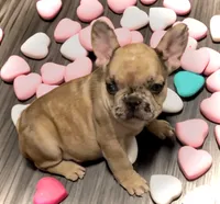 Pluto, a female French Bulldog for sale in Baltimore, MD – Photo 6 of 6