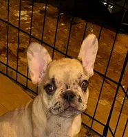 Marilyn, a female French Bulldog for sale in Baltimore, MD – 3 of 4