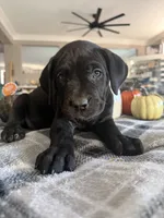 Purple color, a female Cane Corso for sale in Palmdale, CA – 3 of 4