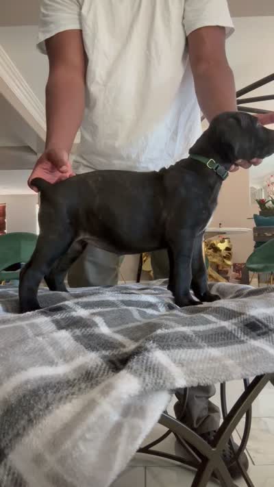 Green color, a female Cane Corso for sale in Palmdale, CA – 3 of 4