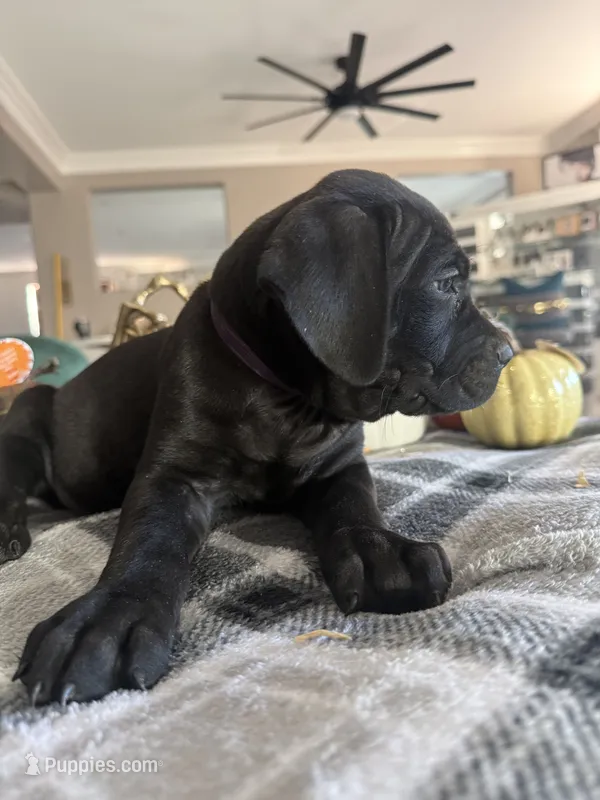 Purple color – Cane Corso puppy for sale in Palmdale, CA