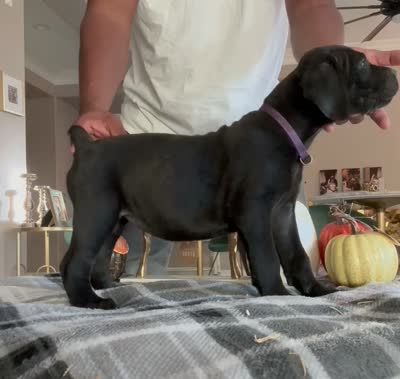 Purple color, a female Cane Corso for sale in Palmdale, CA – 4 of 4