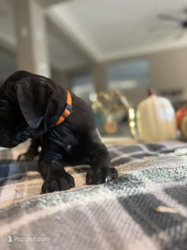Orange color – Cane Corso puppy for sale in Palmdale, CA