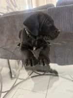 Green color, a female Cane Corso for sale in Palmdale, CA – 4 of 4