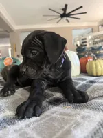 Purple color, a female Cane Corso for sale in Palmdale, CA – 2 of 4