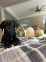 Orange color, a female Cane Corso for sale in Palmdale, CA – 3 of 4