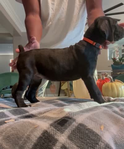 Orange color, a female Cane Corso for sale in Palmdale, CA – 4 of 4