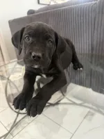 Green color, a female Cane Corso for sale in Palmdale, CA – 2 of 4