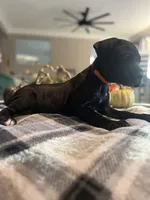 Orange color, a female Cane Corso for sale in Palmdale, CA – 2 of 4