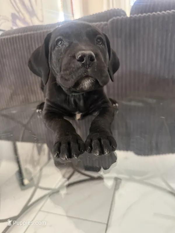 Green color – Cane Corso puppy for sale in Palmdale, CA