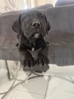 Green color, a female Cane Corso for sale in Palmdale, CA – 1 of 4